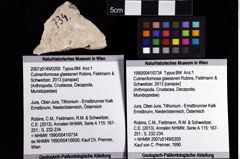 Foto (Objket + Etiketten) von Culmenformosa glaessneri (Robins, Feldmann & Schweitzer, 2013) 